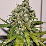 NIRVANA - AK-48 Auto