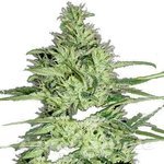 GREEN LABEL - Ace Silver Haze