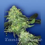 FLYING DUTCHMEN - Skunk Classic