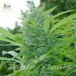 ACE SEEDS - Tikal