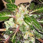 SAGARMATHA - Indica XXL