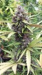 SEEDSMAN - Purple Ryder Auto