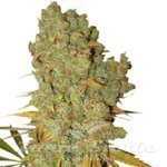 ! Special Kush #1