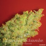 MEDICAL SEEDS - Jack la Mota
