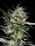 ADVANCED SEEDS - Jack Plant