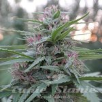 ACE SEEDS - Panama