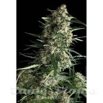 PYRAMID SEEDS - Auto Galaxy