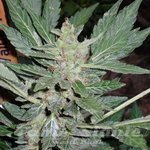 SHORT STUFF SEEDBANK - Dr. Feelgood