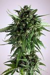 DUTCH PASSION - Auto PolarLight#3