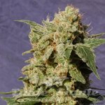 KANNABIA SEED - BCN Diesel