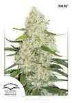 DUTCH PASSION - Auto Think Big