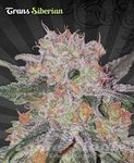AUTO SEEDS - Trans Siberian