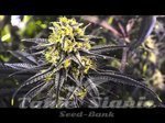RIPPER SEEDS - Zombie Kush