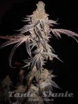 THE CALI CONNECION - Girl Scout Cookies