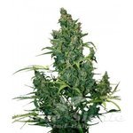 DUTCH PASSION - Auto Tundra#2