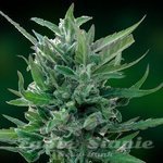 BARNEY’S FARM - Blue Mammoth Auto