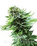 SENSI SEEDS - NORTHERN LIGHTS AUTOMATIC