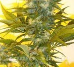 KETAMA SEEDS - Kamnesia