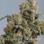 KC BRAINS - K.C. 36