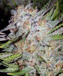 MEPHISTO GENETICS - Chem City Blues