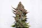 Seedsman - Original Skunk#1