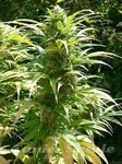 ! Durban Poison