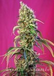 SWEET SEEDS - Black Jack CBD