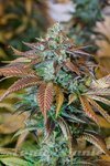 HUMBOLDT SEED - Lemon Kush Headband