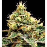 RESERVA PRIVADA - Confidential Cheese