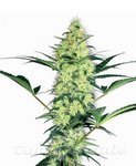 WHITE LABEL - White Diesel