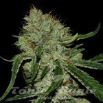 DNA GENETICS - Tangilope