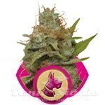 ROYAL QUEEN SEEDS - Kali Dog