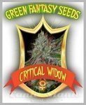 GREEN FANTASY SEEDS - Critical Widow