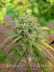 Durban Poison x Guerilla Grape