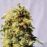 KANNABIA SEED - La Reina De Africa