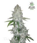 FASTBUDS - Gorilla Glue Auto