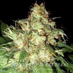 ! Cheese Auto