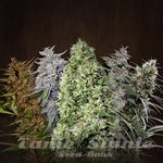 ACE SEEDS - Ace Mix