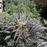 FRENCH TOUCH SEEDS - Frencheese