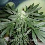 FANTASEEDS - Homegrown Lowryder Auto