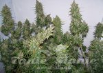 ! Moby Dick Auto