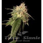 RESERVA PRIVADA - Og Kush