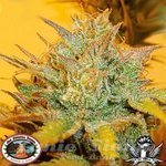 BIG BUDDHA SEEDS - LA Cheese