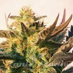 KANNABIA SEED - Speedy Gonzales Auto