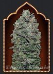 00 SEEDS BANK - Sweet Soma