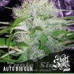 SHORT STUFF SEEDBANK - Auto Big Gun