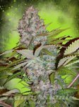 MINISTRY OF CANNABIS - Auto Cheese NL