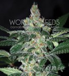 WORLD OF SEEDS - Amnesia