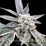DNA GENETICS - Golden Berry