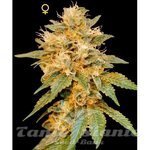 DNA GENETICS - SnowLAnd